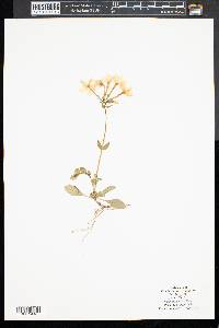 Phlox stolonifera image