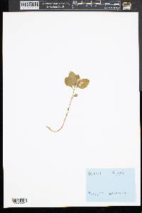 Polygaloides paucifolia image