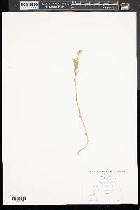 Polygala sanguinea image