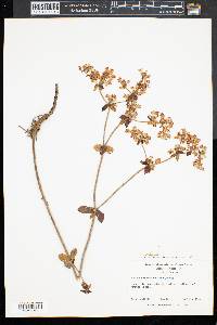 Eriogonum tomentosum image