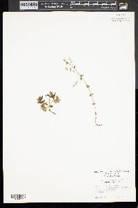 Lysimachia arvensis image