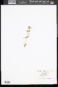 Lysimachia arvensis image