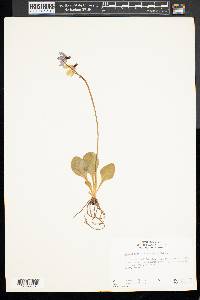 Dodecatheon hendersonii image