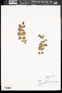 Lysimachia nummularia image