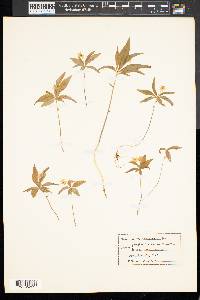 Trientalis americana image