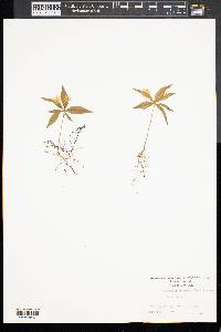 Trientalis americana image