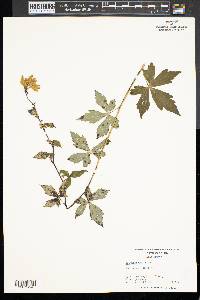 Aconitum uncinatum image