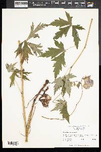 Aconitum uncinatum image