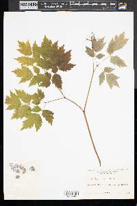 Actaea rubra image