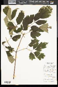 Actaea pachypoda image