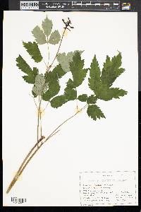 Actaea pachypoda image