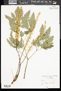 Actaea racemosa image