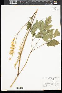 Actaea racemosa image