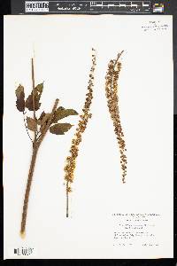 Actaea racemosa image