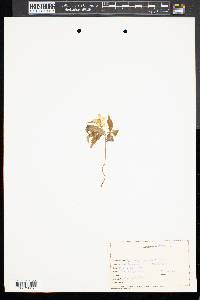 Anemone quinquefolia image