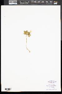 Anemone quinquefolia image