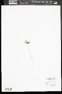 Anemonella thalictroides image