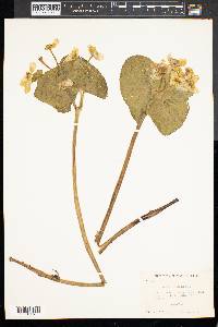 Caltha palustris image