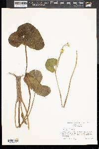 Caltha palustris image