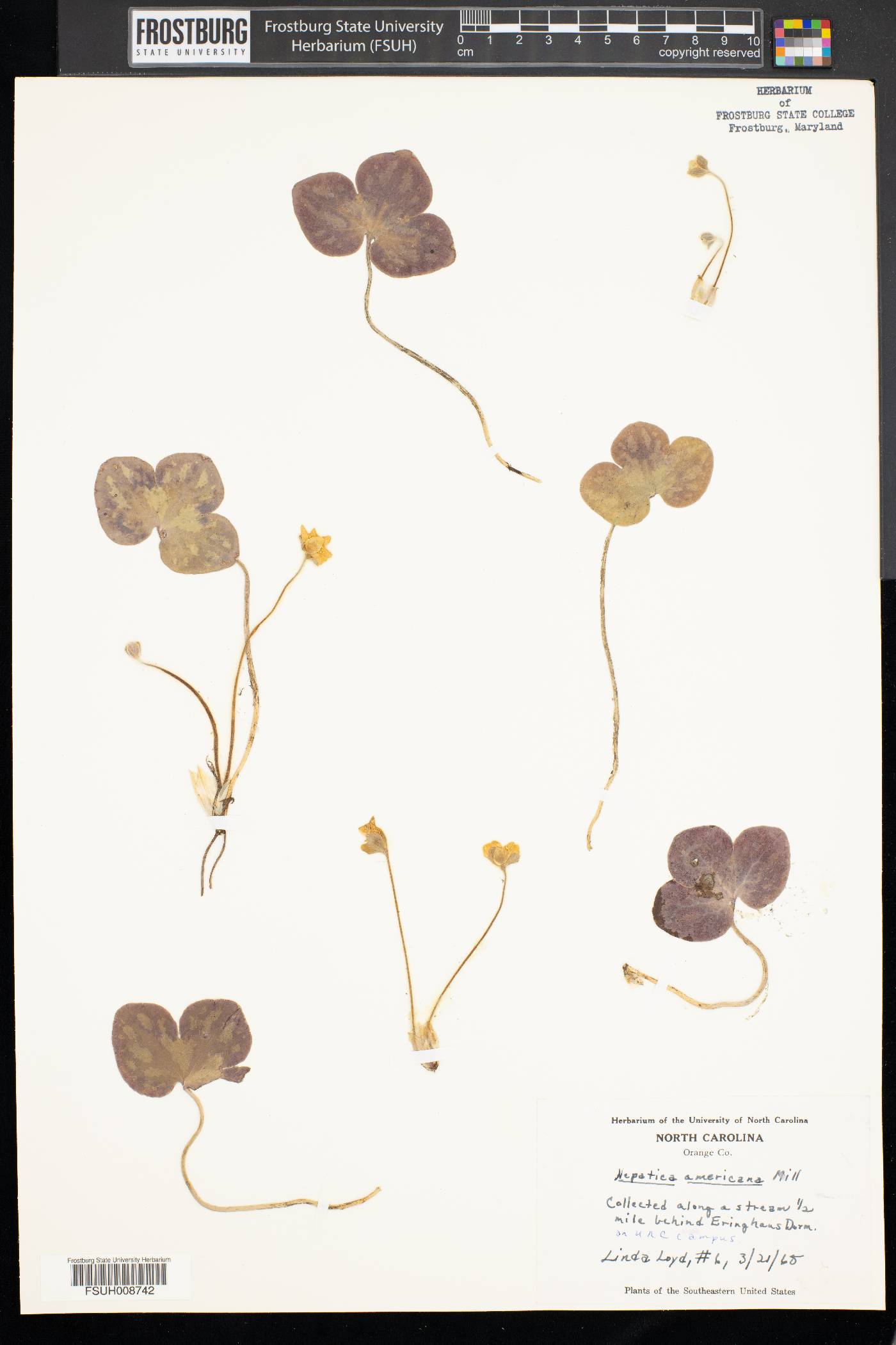 Hepatica image
