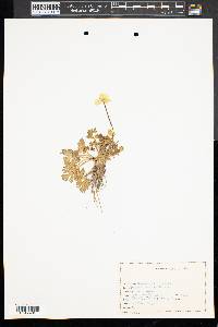 Ranunculus bulbosus image