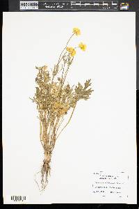 Ranunculus bulbosus image