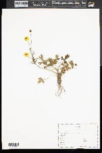Ranunculus bulbosus image
