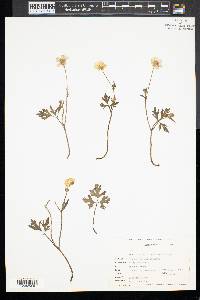 Ranunculus fascicularis image