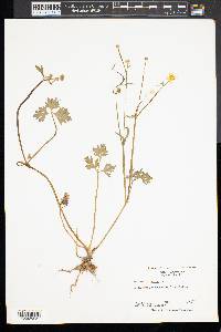 Ranunculus repens image