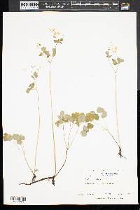 Thalictrum clavatum image