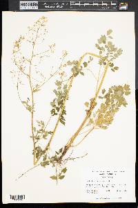 Thalictrum polygamum image