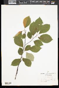 Rhamnus alnifolia image