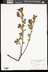 Rhamnus alnifolia image