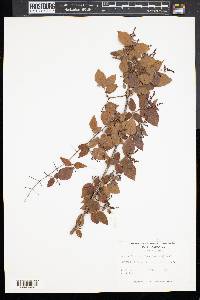 Sageretia minutiflora image