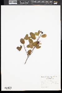 Amelanchier stolonifera image