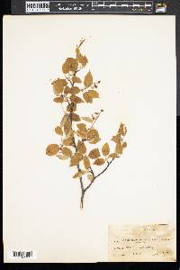 Amelanchier canadensis image