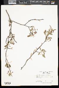 Amelanchier canadensis image