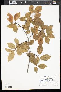 Amelanchier canadensis image