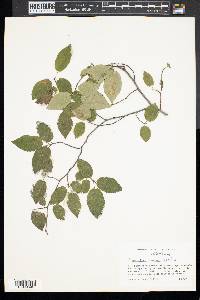 Amelanchier canadensis image