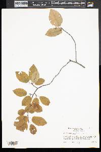 Amelanchier canadensis image