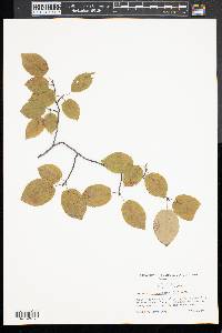 Amelanchier canadensis image