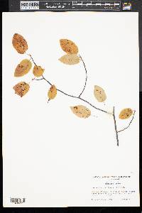 Amelanchier canadensis image