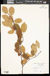 Amelanchier laevis image