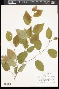 Amelanchier laevis image