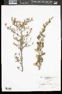 Cercocarpus montanus var. glaber image