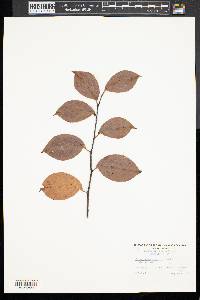 Chaenomeles sinensis image
