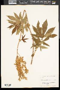 Filipendula rubra image