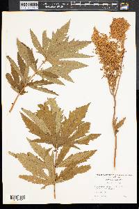 Filipendula rubra image