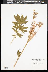 Filipendula rubra image