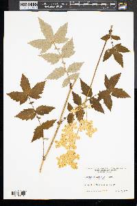 Filipendula ulmaria image